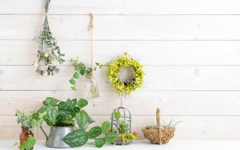 Najbolje biljke za svjež zrak u kući